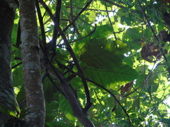 Artocarpus elasticus