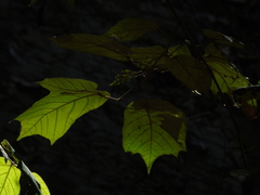 Pterospermum diversifolium