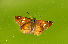 Eagris sabadius