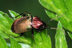 Chlaenius nigricornis