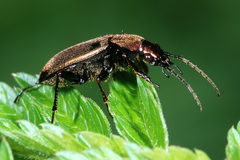 Chlaenius nigricornis