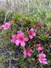 Rhododendron mucronulatum