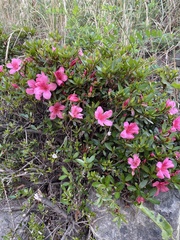 Rhododendron mucronulatum