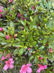 Rhododendron mucronulatum
