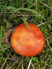 Amanita xanthocephala