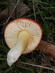 Amanita xanthocephala