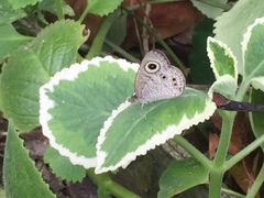 Ypthima baldus newboldi