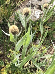 Centaurea uniflora