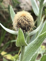 Centaurea uniflora