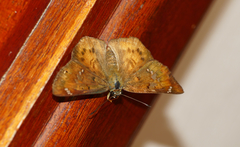 Eagris sabadius