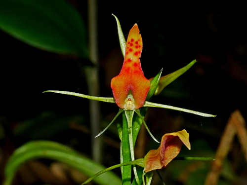 Cryptostylis arachnites, photograph 1