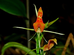 Cryptostylis arachnites, photograph (c) Jacy Chen, some rights reserved (CC BY)