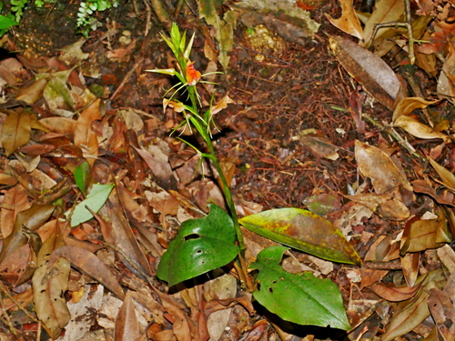 Image of Cryptostylis arachnites by (c) Jacy Chen, some rights reserved (CC BY)