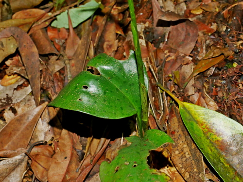 Image of Cryptostylis arachnites by (c) Jacy Chen, some rights reserved (CC BY)