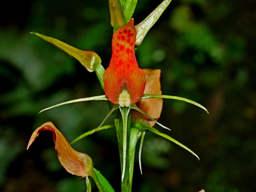 Cryptostylis arachnites, photograph 4