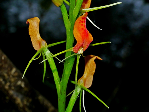 Cryptostylis arachnites, photograph 5