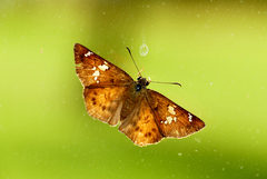 Eagris sabadius