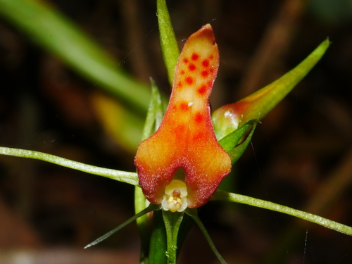 Cryptostylis arachnites, photograph 6