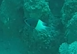 Pycnochromis dimidiatus