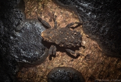 Poropterus variabilis