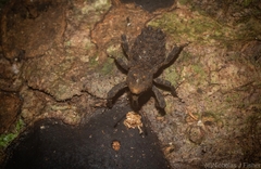 Poropterus variabilis