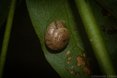Nitor pudibundus
