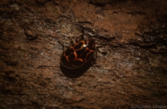 Episcaphula tamburinea