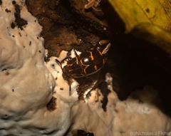 Episcaphula tamburinea