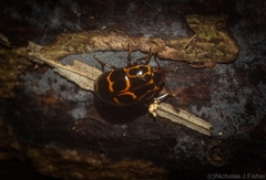 Episcaphula tamburinea