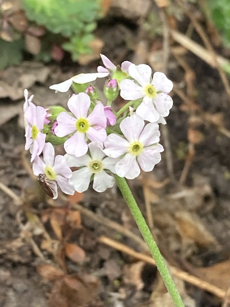 Androsace geraniifolia (Androsace geraniifolia)