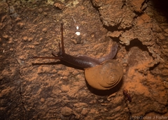 Ramogenia challengeri