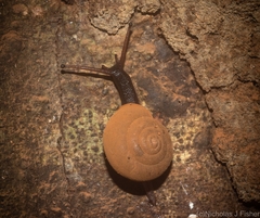 Ramogenia challengeri