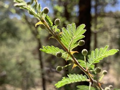 Mimosa aculeaticarpa biuncifera