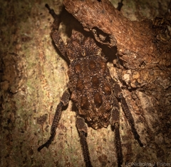 Poropterus verres