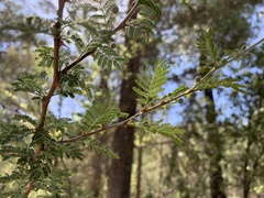 Mimosa aculeaticarpa biuncifera
