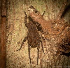 Poropterus verres