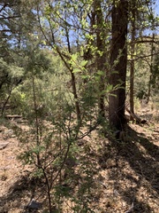 Mimosa aculeaticarpa biuncifera