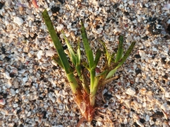 Thalassia hemprichii