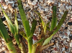 Thalassia hemprichii
