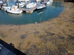 Egretta garzetta