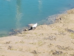 Egretta garzetta
