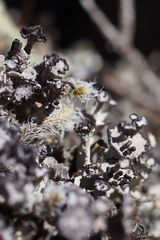 Cladonia subcervicornis