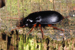 Harpalus latus