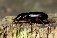 Harpalus latus
