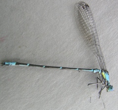 Chromagrion conditum