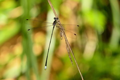 Ecchlorolestes nylephtha