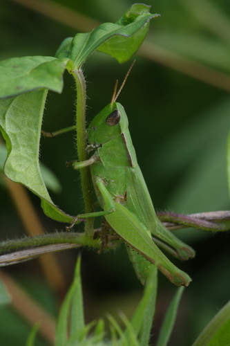 Short-winged Green Grasshopper photo 3