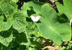 Appias libythea olferna