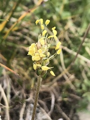 Plantago alpina