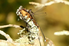 Ecchlorolestes nylephtha